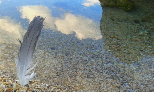 High angle view of turtle in water