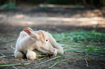 Sheep on field