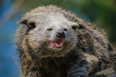 Close-up of meerkat