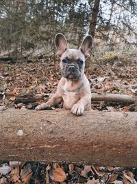 French bulldog 