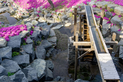 High angle view of flowering plants by rocks