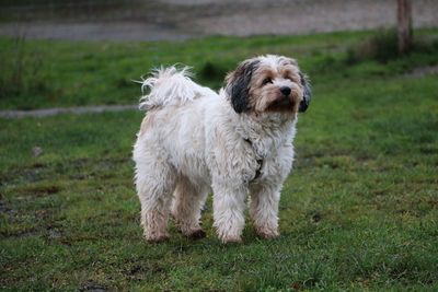 View of dog standing on field