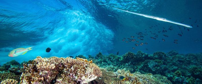 Wave and fish swimming in sea