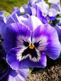 Close-up of purple flowers blooming outdoors