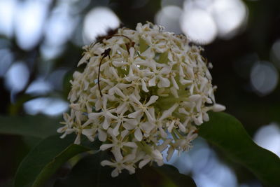 Close-up of white flowering plant