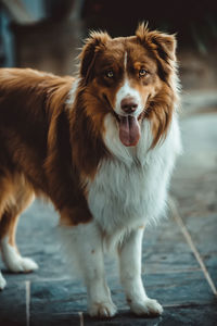 Portrait of dog standing outdoors