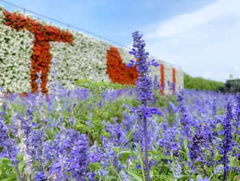 Close-up of purple flowering plants on field