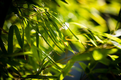 Close-up of fresh green leaves