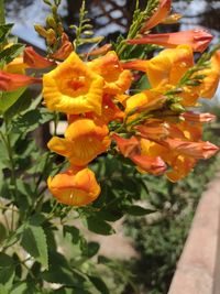 plant