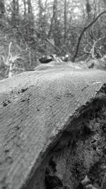 Surface level of road in forest