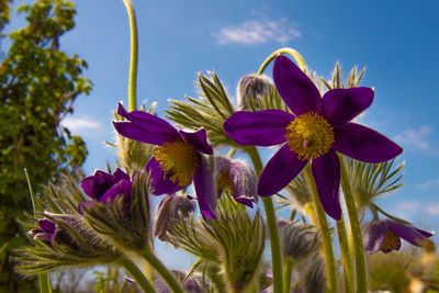 Close-up of pink flowering plant against sky