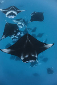 School of manta rays in baa atoll, maldives