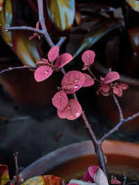 Close-up of wet pink flowering plant