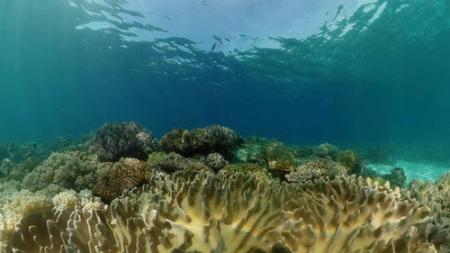 sea