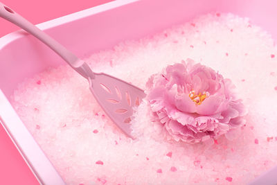 High angle view of pink rose on wall