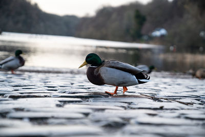 Bird perching on a lake