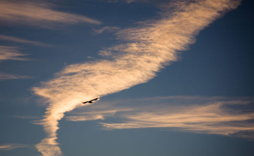 Low angle view of airplane flying against sky