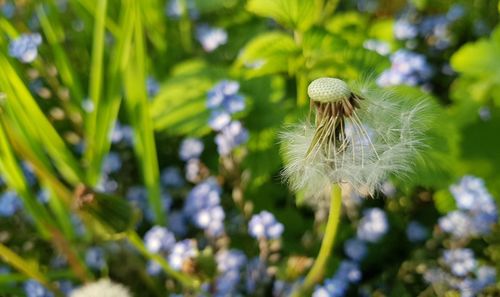 Close-up of white dandelion flower