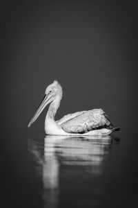 Close-up of pelican