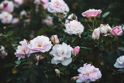 Flowering rosebush in rose garden, pink morden blush rose, marshall, 1988