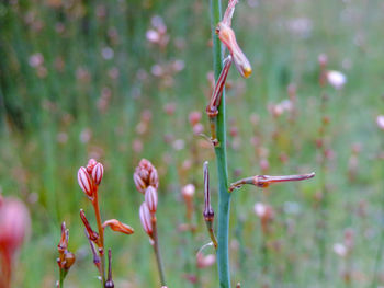 Close-up of flower bud