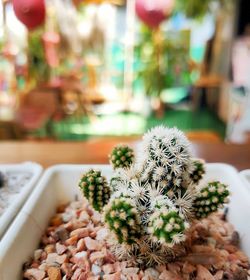 Close-up of potted cactus plant