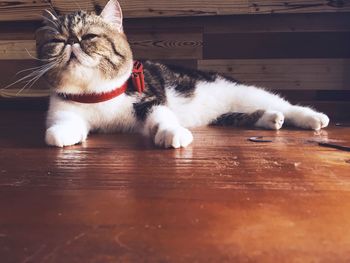 Cat relaxing on hardwood floor