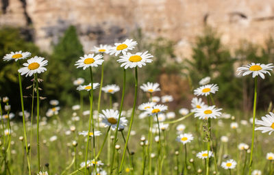 Close-up of white daisy flowers on field