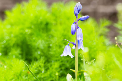 Close-up of purple iris flower