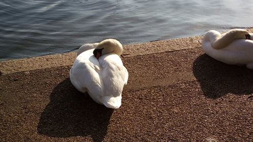 High angle view of swan swimming in lake