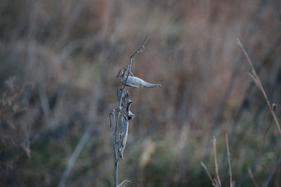 Close-up of wilted plant on field