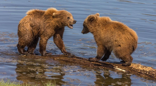 Close-up of grizzly bears standing on wood in lake