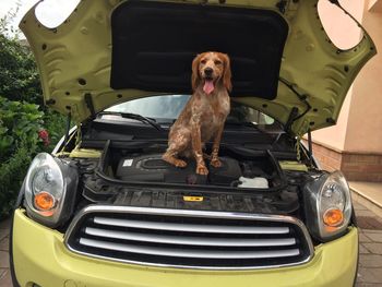 Portrait of dog in car