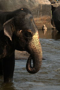 Close-up of elephant in lake