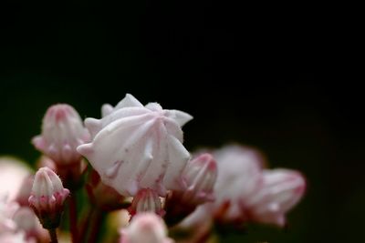 Close-up of pink flower blooming