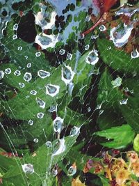 Full frame shot of wet spider web on leaves