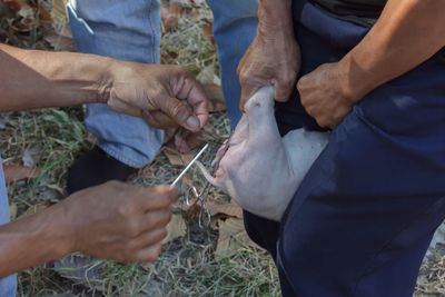 High angle view of people operating animal