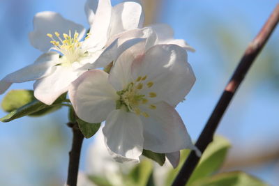 Close-up of white cherry blossoms