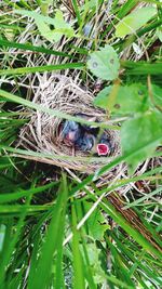 Close-up of young bird on plant