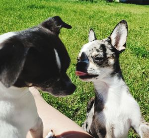 Black dog looking away on field