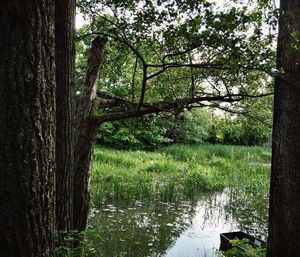 Trees by lake in forest