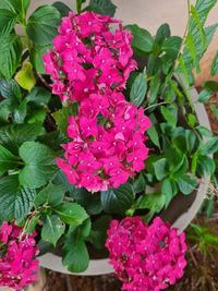 Close-up of pink flowering plants