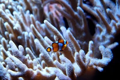 Close-up of fish swimming in sea