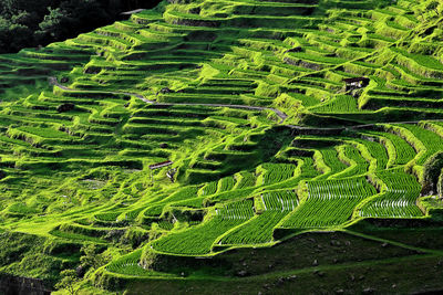 High angle view of rice paddy