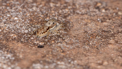 Close-up of lizard on land