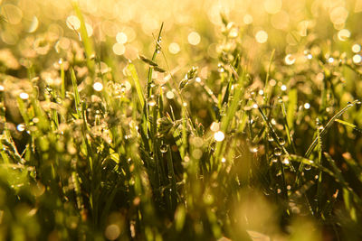 Close-up of dew on field