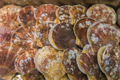 Scallop sea shell in water tank