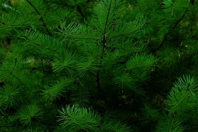 Close-up of pine tree