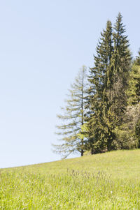 Trees growing on field against clear sky