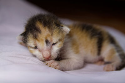 Close-up of kitten sleeping on bed